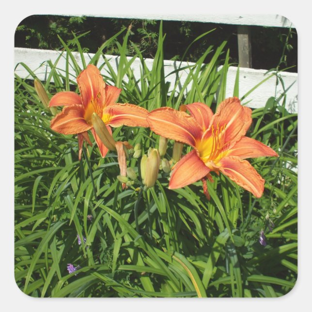 Pretty Tiger Lilies Beside Fence Square Sticker (Front)