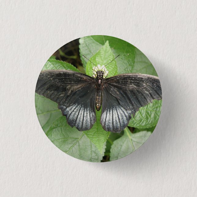Pretty Tropical Butterfly and Flowers Button (Front)
