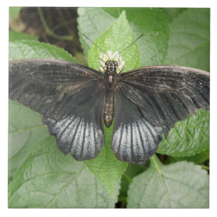 Pretty Tropical Butterfly and Flowers Tile