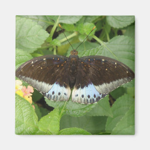 Pretty Tropical Butterfly Magnet