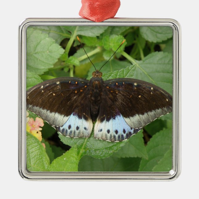 Pretty Tropical Butterfly Ornament (Front)