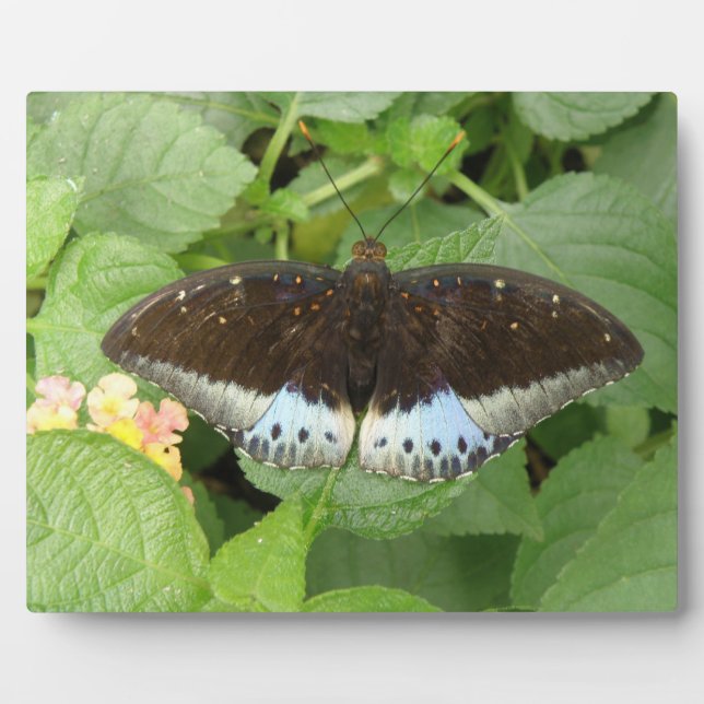 Pretty Tropical Butterfly Plaque (Front)