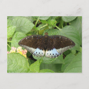 Pretty Tropical Butterfly Postcard