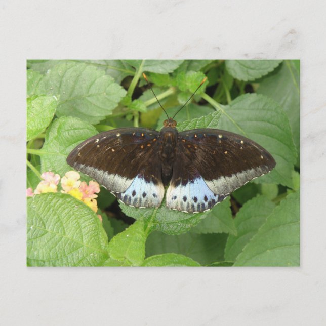 Pretty Tropical Butterfly Postcard (Front)