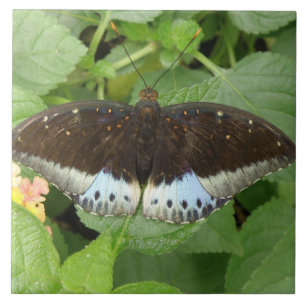 Pretty Tropical Butterfly Tile