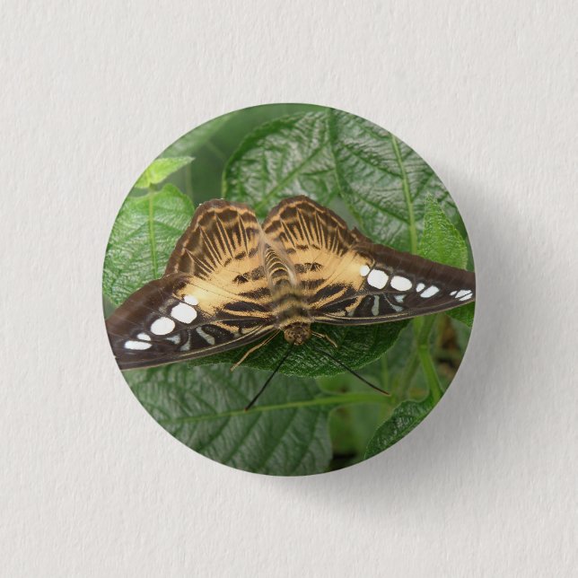 Pretty Tropical Clipper Butterfly Button (Front)