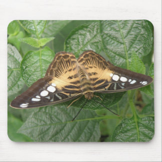 Pretty Tropical Clipper Butterfly Mousepad