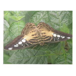 Pretty Tropical Clipper Butterfly Notepad