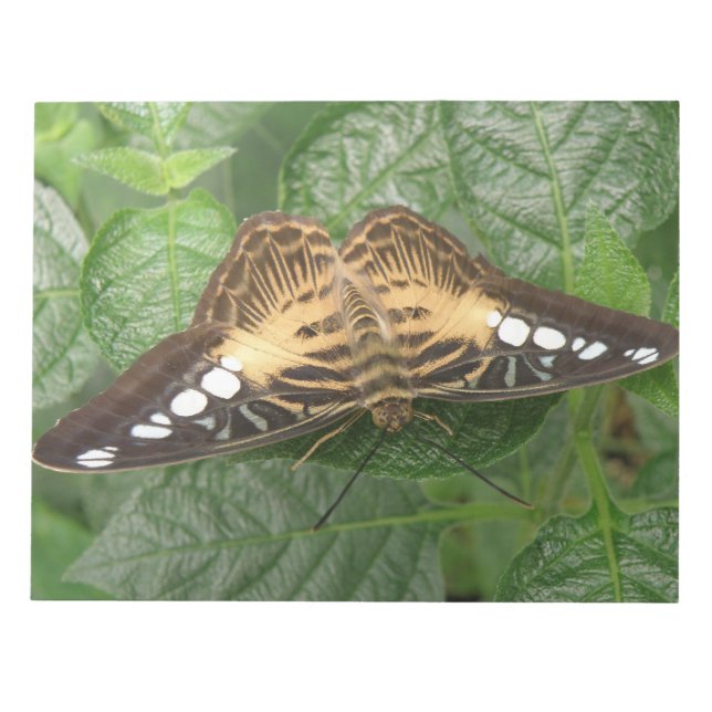 Pretty Tropical Clipper Butterfly Notepad (Front)