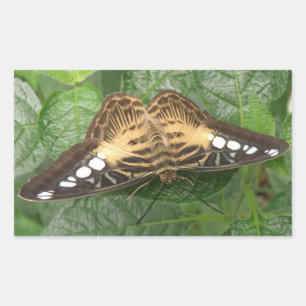 Pretty Tropical Clipper Butterfly Stickers