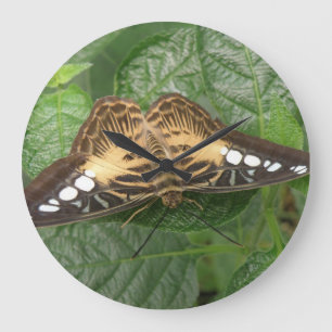 Pretty Tropical Clipper Butterfly Wall Clock