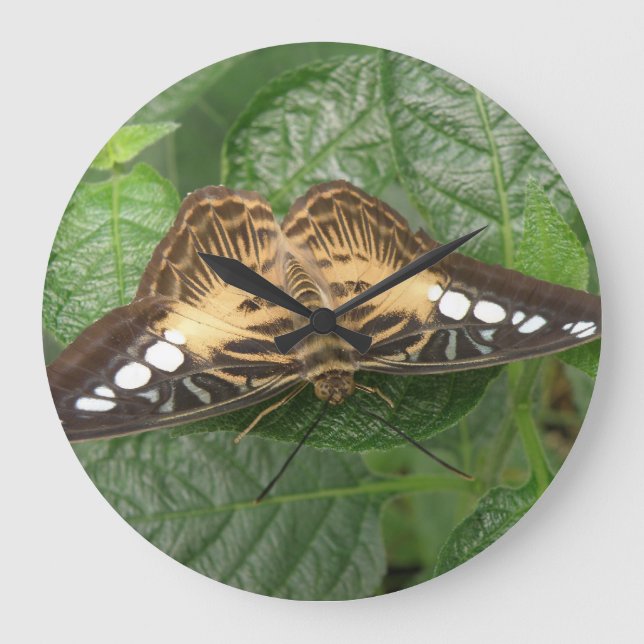 Pretty Tropical Clipper Butterfly Wall Clock (Front)