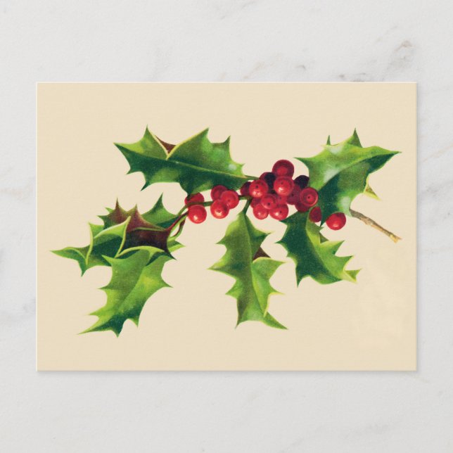 Pretty Vintage Holly branch Holiday Postcard (Front)