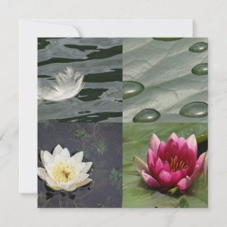 Pretty Water Lilies