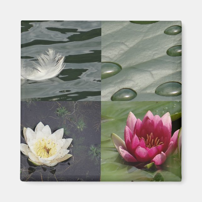 Pretty Water Lilies Magnet (Front)