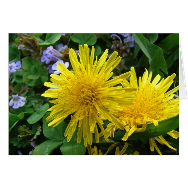 Pretty Weeds (Front Horizontal)