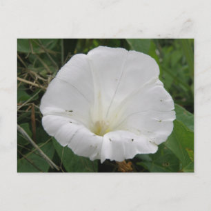 Pretty White Convolvulus Flower Flower Postcard