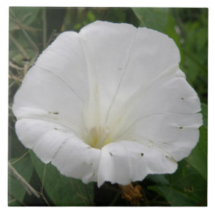 Pretty White Convolvulus Flower Tile