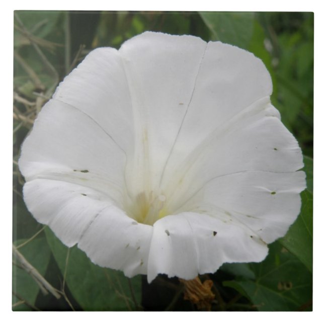 Pretty White Convolvulus Flower Tile (Front)