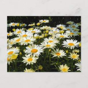 Pretty White Daisies Garden Floral Photo Postcard