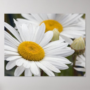 Pretty White Daisies Poster
