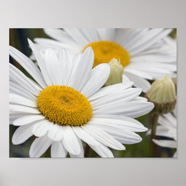 Pretty White Daisies Poster (Front)