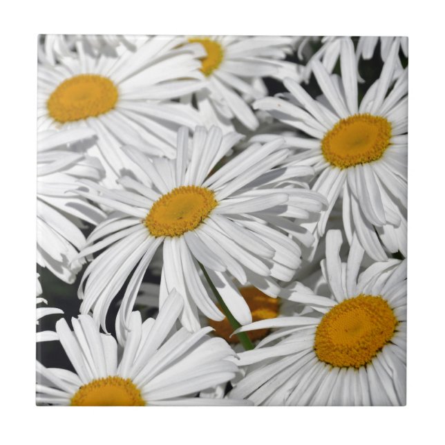 Pretty white daisy flower print tile (Front)