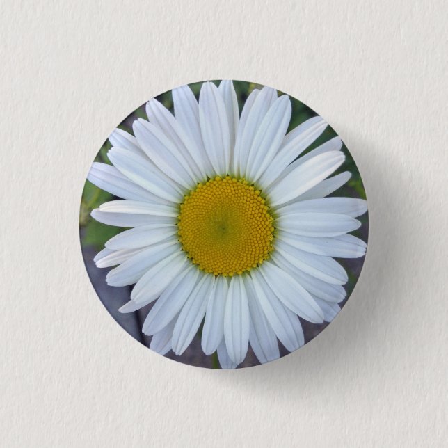 Pretty White Daisy Photo 1 Inch Round Button (Front)