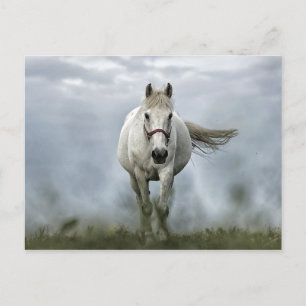Pretty White Horse Cloud Photo Postcard