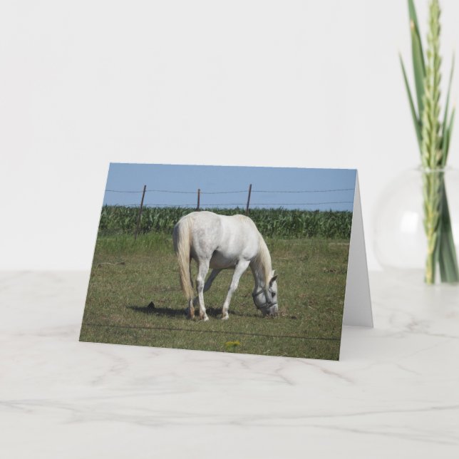 Pretty White Horse Standing in Field Blank Card (Front)