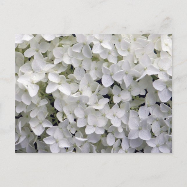 Pretty White Hydrangea Closeup Photo Postcard (Front)