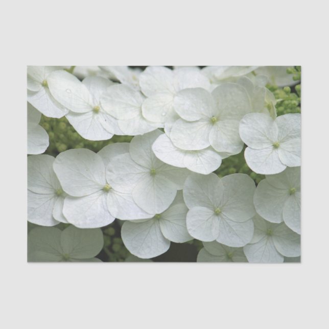 Pretty White Hydrangea Floral Photo Tissue Paper (Front)
