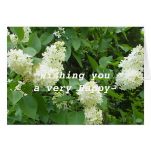 Pretty White Lilac Bush