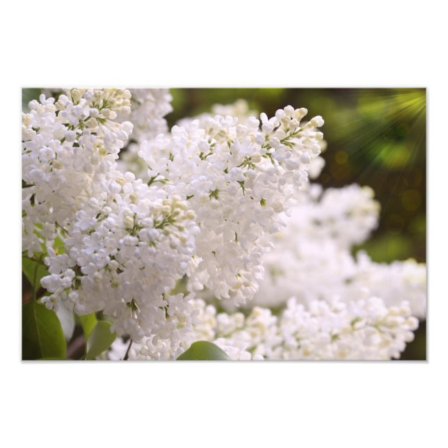 Pretty White Lilacs Photo (Front)