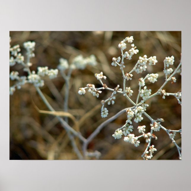 Pretty White Plant Macro Photography Poster (Front)