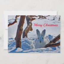 Pretty White Rabbit Snow Photo Christmas Flat