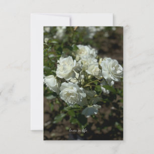 Pretty White Roses Card