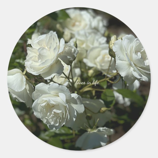 Pretty White Roses  Classic Round Sticker (Front)