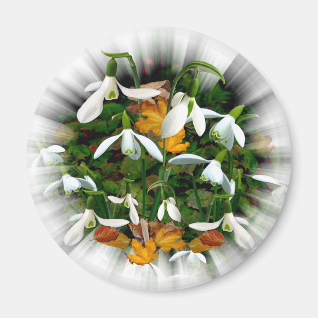 Pretty White Spring Snowdrops Magnet (Front)