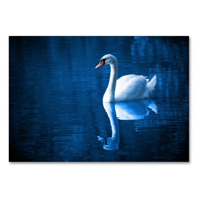Pretty white swan floating on a blue lake table number (Front)