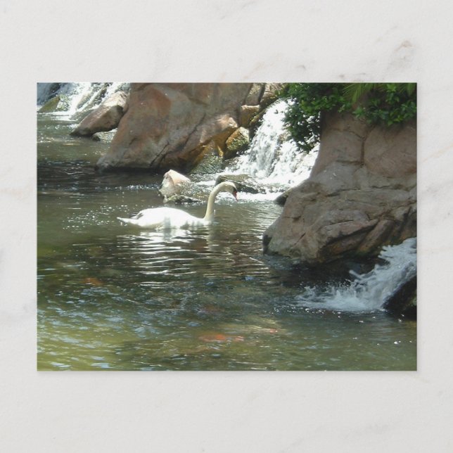Pretty White Swan Postcard (Front)