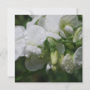 Pretty White Sweet Pea Flowers