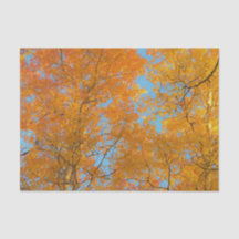 Pretty Yellow Aspen Trees Photo