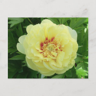 Pretty Yellow Bartzella Peony Flower Bloom PC Holiday Postcard