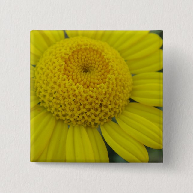 Pretty yellow marguerite 2 inch square button (Front)