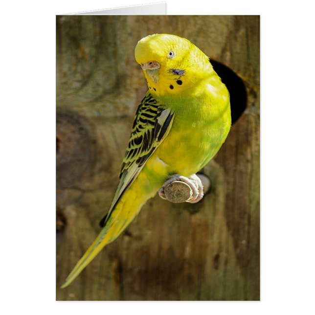 Pretty Yellow Parakeet (Front)