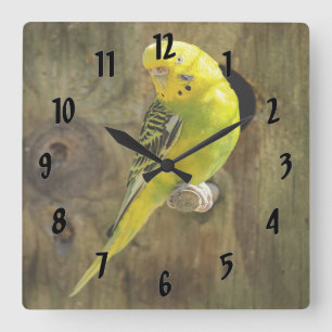 Pretty Yellow Parakeet Square Wall Clock