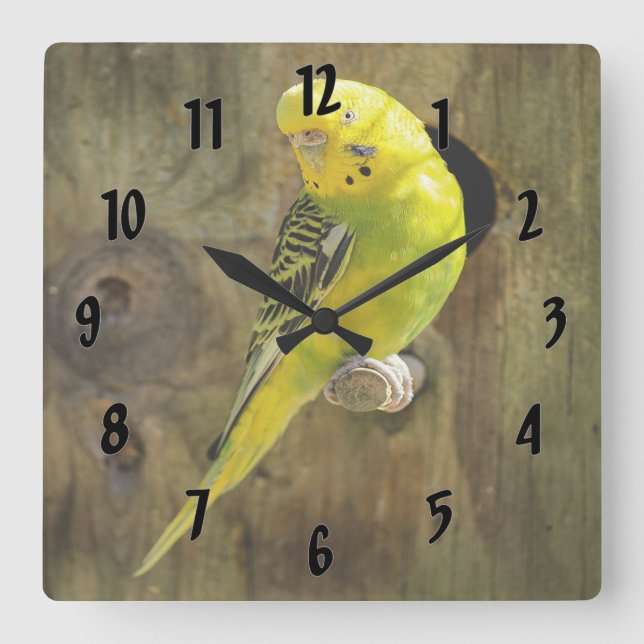Pretty Yellow Parakeet Square Wall Clock (Front)