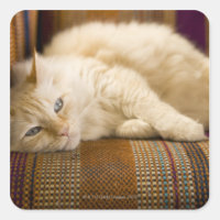 Pretty yellow tabi cat laying on couch.
