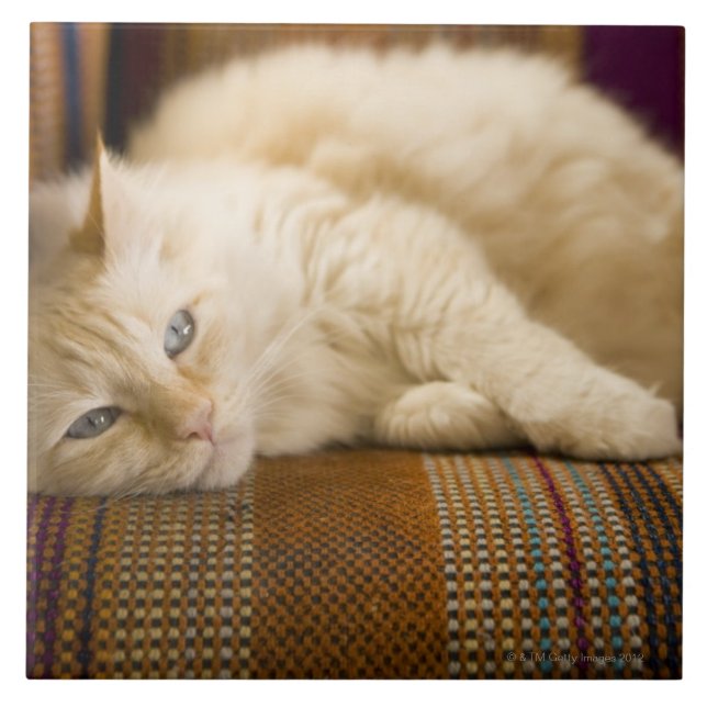 Pretty yellow tabi cat laying on couch. tile (Front)